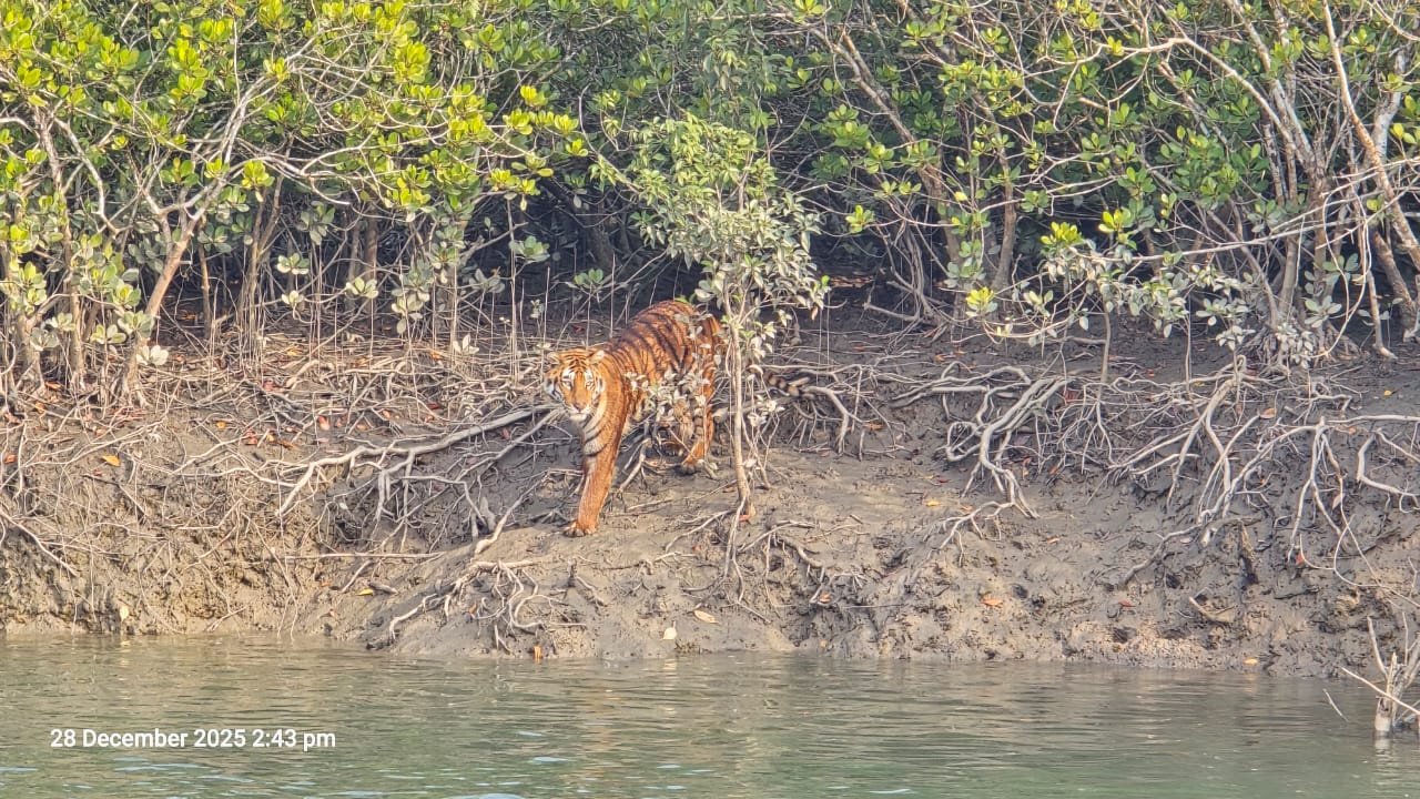 Sundarban one Day Tour Package From Kolkata